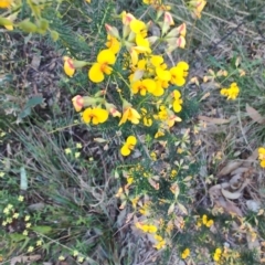 Dillwynia retorta at Teralba, NSW - 31 Aug 2024