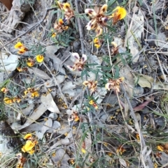 Unidentified Pea at Teralba, NSW - 31 Aug 2024 by LyndalT