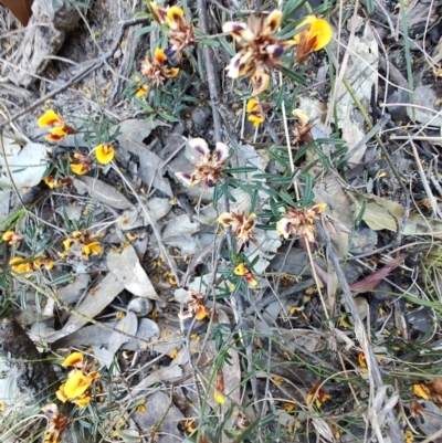 Unidentified Pea at Teralba, NSW - 31 Aug 2024 by LyndalT