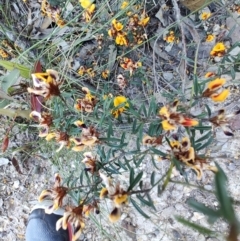 Pultenaea rosmarinifolia at Teralba, NSW - 31 Aug 2024 02:53 PM