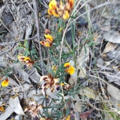 Pultenaea rosmarinifolia at Teralba, NSW - 31 Aug 2024 02:53 PM