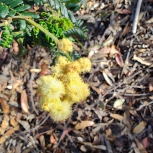 Acacia terminalis subsp. Long inflorescences (P.G.Kodela 307) NSW Herbarium at Teralba, NSW - 31 Aug 2024