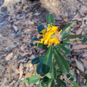 Pultenaea daphnoides at Teralba, NSW - 31 Aug 2024