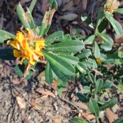 Pultenaea daphnoides at Teralba, NSW - 31 Aug 2024