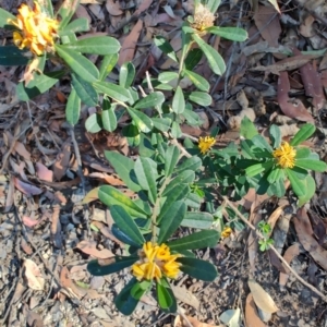 Pultenaea daphnoides at Teralba, NSW - 31 Aug 2024