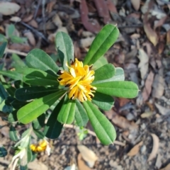 Pultenaea daphnoides at Teralba, NSW - 31 Aug 2024