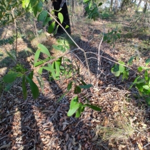 Persoonia levis at Teralba, NSW - 31 Aug 2024