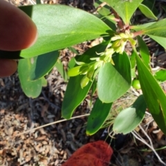 Persoonia levis at Teralba, NSW - suppressed