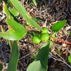 Persoonia levis at Teralba, NSW - 31 Aug 2024