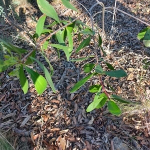 Persoonia levis at Teralba, NSW - suppressed