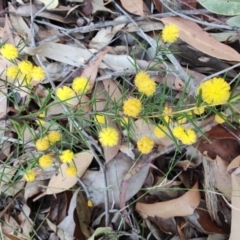 Acacia brownii (Heath Wattle) at Teralba, NSW - 31 Aug 2024 by LyndalT