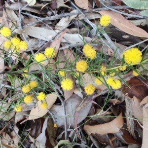 Acacia brownii at Teralba, NSW - 31 Aug 2024