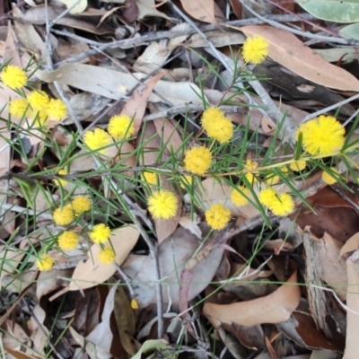 Acacia brownii (Heath Wattle) at Teralba, NSW - 31 Aug 2024 by LyndalT