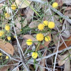 Acacia brownii at Teralba, NSW - 31 Aug 2024