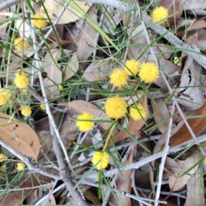 Acacia brownii at Teralba, NSW - 31 Aug 2024