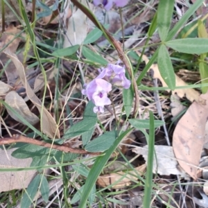 Glycine clandestina at Boolaroo, NSW - 31 Aug 2024