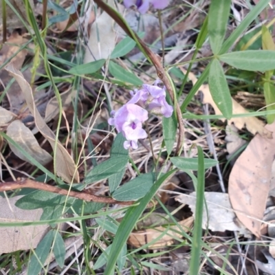 Glycine sp. at Boolaroo, NSW - 31 Aug 2024 by LyndalT