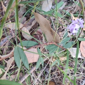 Glycine clandestina at Boolaroo, NSW - 31 Aug 2024