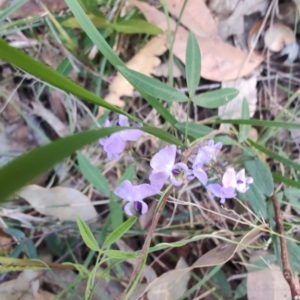 Glycine clandestina at Boolaroo, NSW - 31 Aug 2024