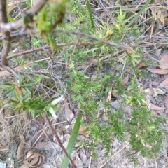 Leucopogon sp. at Boolaroo, NSW - 31 Aug 2024 by LyndalT