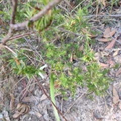 Leucopogon juniperinus at Boolaroo, NSW - 31 Aug 2024