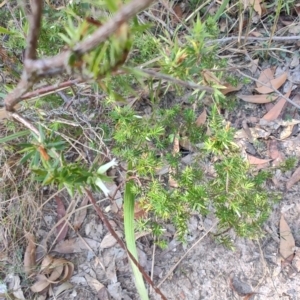 Leucopogon juniperinus at Boolaroo, NSW - 31 Aug 2024 03:02 PM