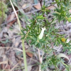 Leucopogon juniperinus at Boolaroo, NSW - 31 Aug 2024