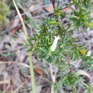 Leucopogon juniperinus at Boolaroo, NSW - 31 Aug 2024 03:02 PM