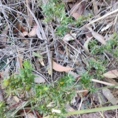 Leucopogon juniperinus at Boolaroo, NSW - 31 Aug 2024 03:02 PM