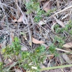 Leucopogon juniperinus at Boolaroo, NSW - 31 Aug 2024