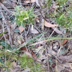 Leucopogon juniperinus at Boolaroo, NSW - 31 Aug 2024 03:02 PM