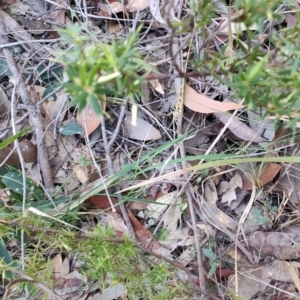 Leucopogon juniperinus at Boolaroo, NSW - 31 Aug 2024