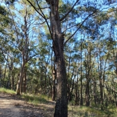 Eucalyptus sp. at Boolaroo, NSW - 31 Aug 2024 by LyndalT