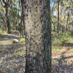 Eucalyptus sp. at Boolaroo, NSW - 31 Aug 2024 03:03 PM