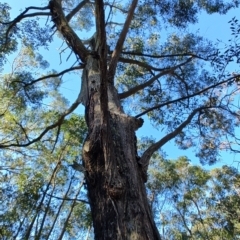 Eucalyptus sp. at Boolaroo, NSW - 31 Aug 2024 03:03 PM