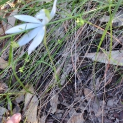 Caladenia catenata (White Fingers) at Boolaroo, NSW - 31 Aug 2024 by LyndalT