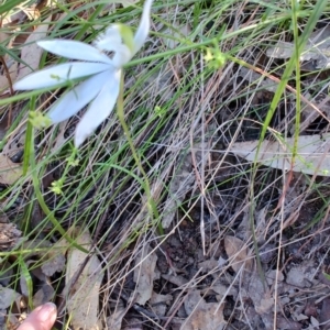 Caladenia catenata at Boolaroo, NSW - 31 Aug 2024