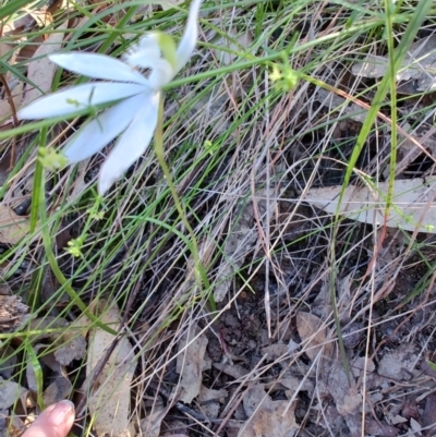 Caladenia catenata at Boolaroo, NSW - 31 Aug 2024 by LyndalT