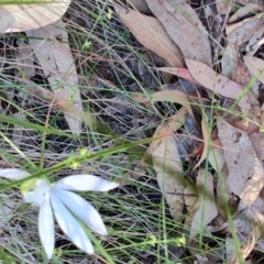 Caladenia catenata at Boolaroo, NSW - suppressed
