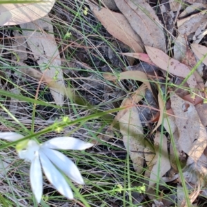 Caladenia catenata at Boolaroo, NSW - 31 Aug 2024