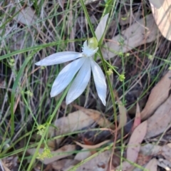 Caladenia catenata at Boolaroo, NSW - suppressed