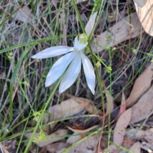 Caladenia catenata at Boolaroo, NSW - suppressed