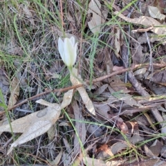 Caladenia catenata at Boolaroo, NSW - suppressed