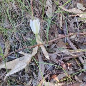 Caladenia catenata at Boolaroo, NSW - suppressed
