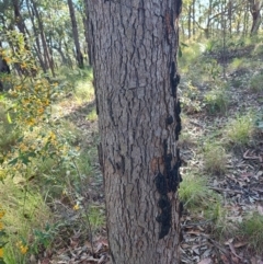 Eucalyptus sp. at Booragul, NSW - 31 Aug 2024 by LyndalT