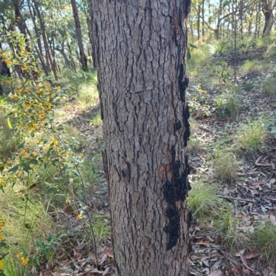 Eucalyptus sp. at Booragul, NSW - 31 Aug 2024 by LyndalT