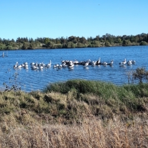 Pelecanus conspicillatus at Boolaroo, NSW - 31 Aug 2024