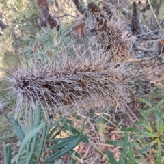 Banksia integrifolia subsp. integrifolia at Booragul, NSW - 31 Aug 2024 by LyndalT