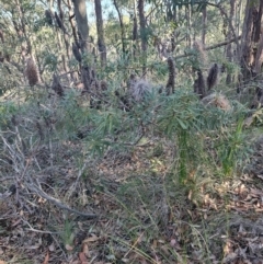 Banksia integrifolia subsp. integrifolia at Booragul, NSW - 31 Aug 2024