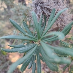 Banksia integrifolia subsp. integrifolia at Booragul, NSW - 31 Aug 2024